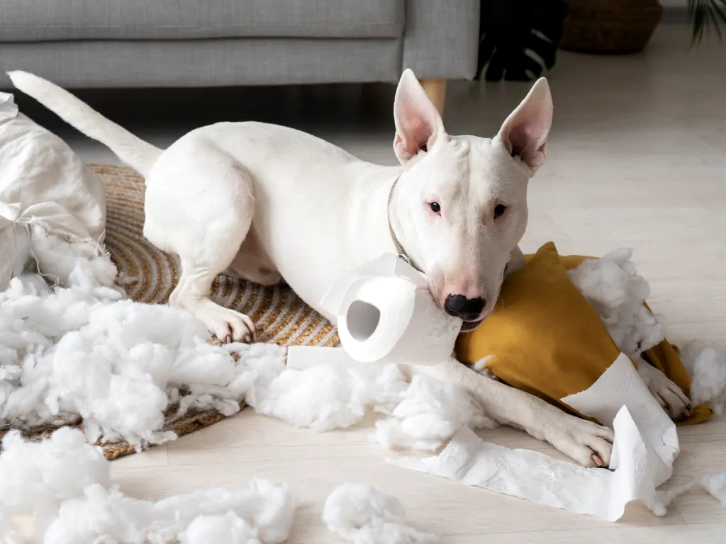 dogdom behavior program