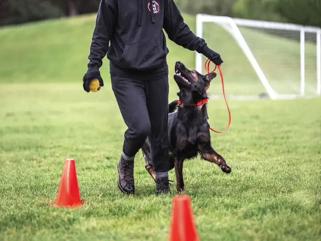 dogbedience dog training
