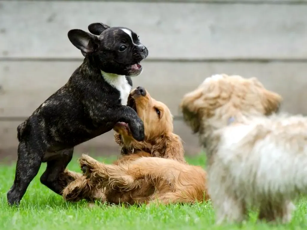 dogalisation program