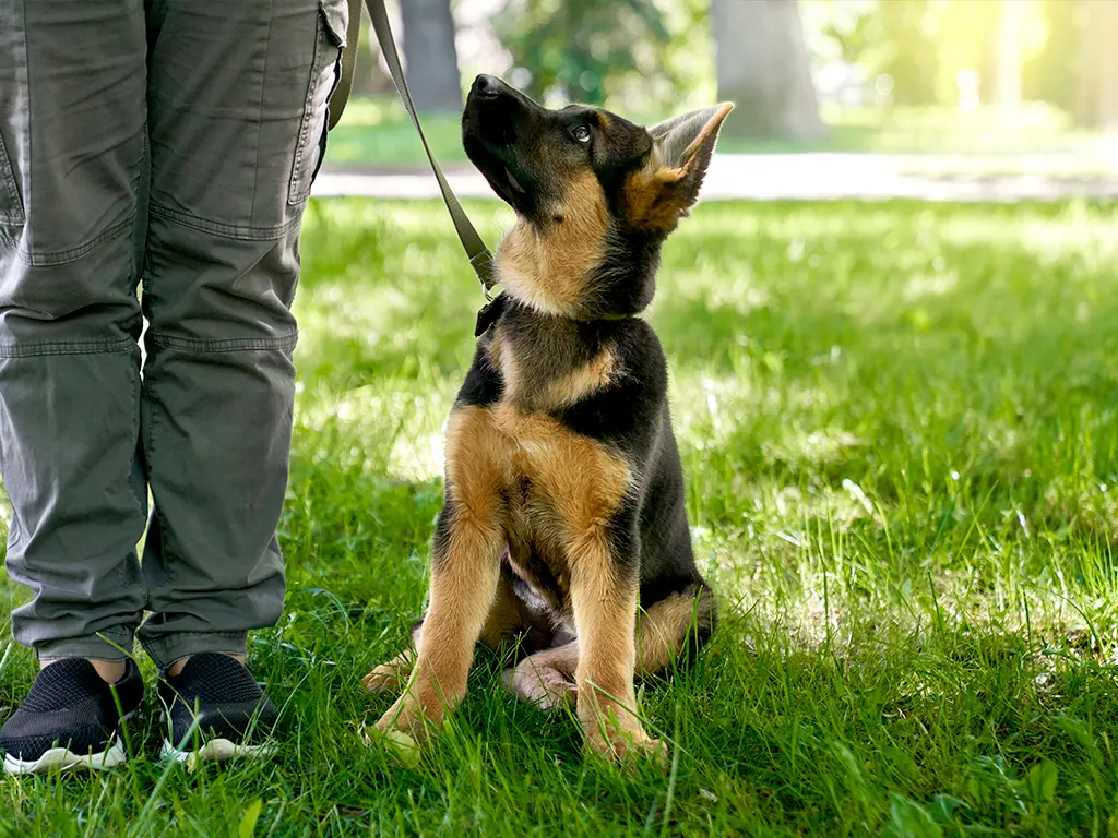 dogdom puppy training