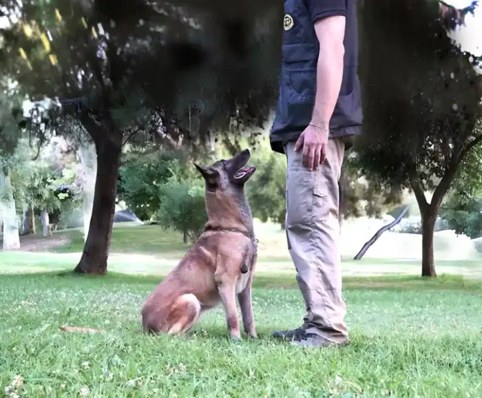 dog training at the park